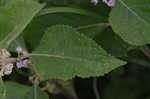 American beautyberry